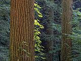 Pine Forest_DSCF06276